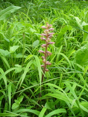 Orobanche pubescens
