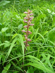 Orobanche pubescens