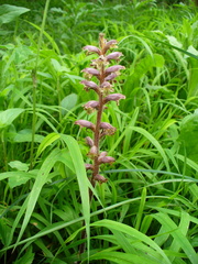 Orobanche pubescens