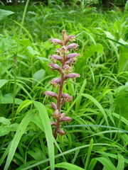Orobanche pubescens