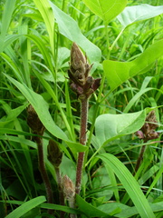 Orobanche pubescens
