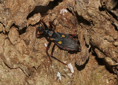 Acanthaspis geniculata