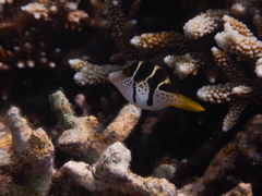 Paraluteres prionurus