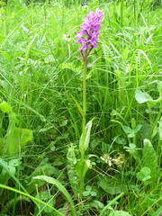 Dactylorhiza urvilleana