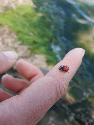 Algerian Seven-spotted Lady Beetle
