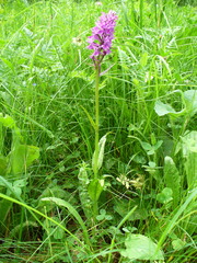 Dactylorhiza urvilleana