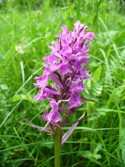 Dactylorhiza urvilleana
