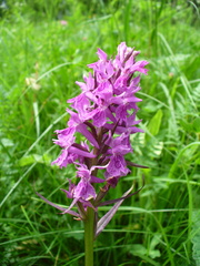 Dactylorhiza urvilleana