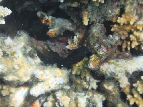 Atrosalarias holomelas