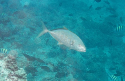 Yellowspotted Trevally