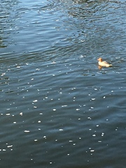 Mergus merganser
