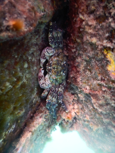 Plagusiidae