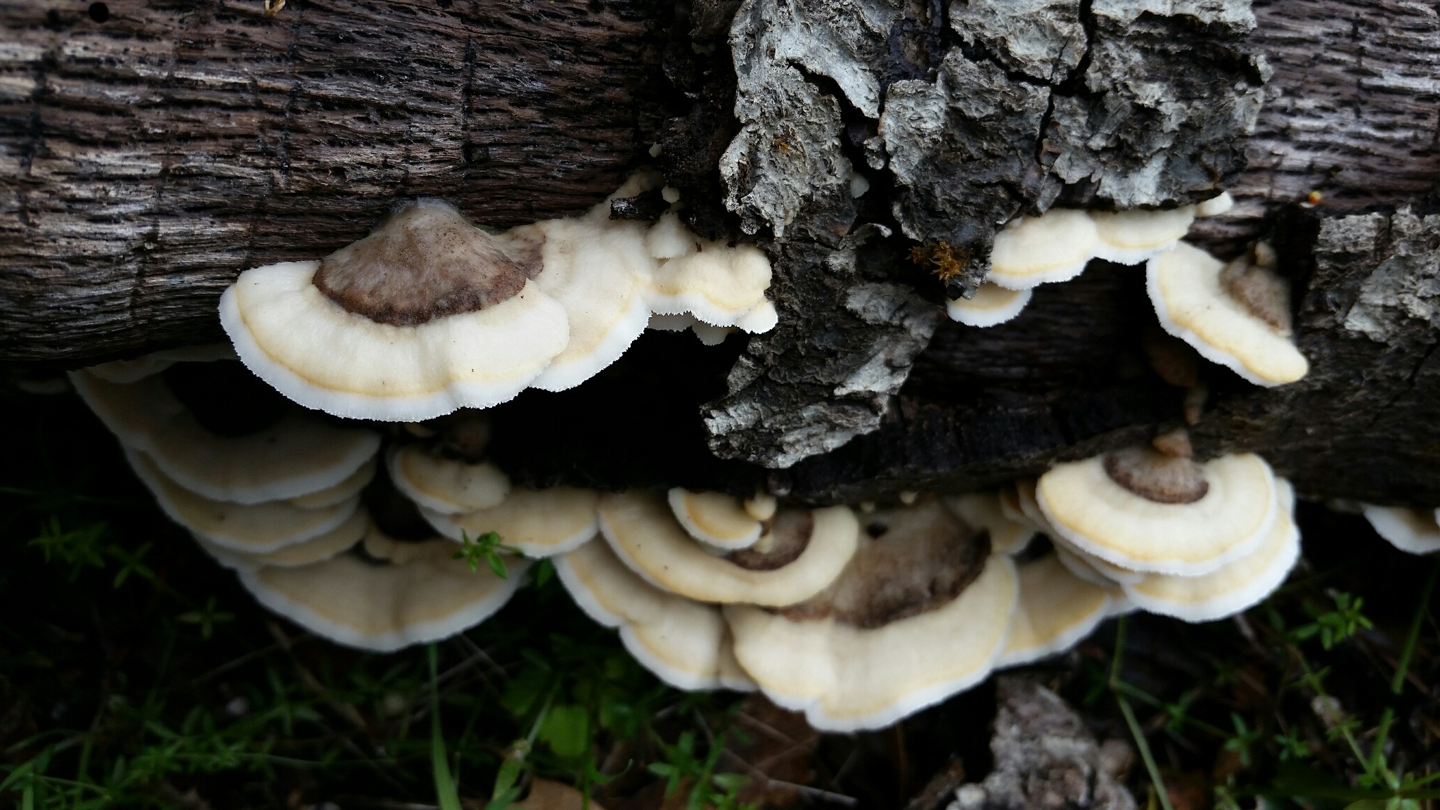 Gloeoporus dichrous image