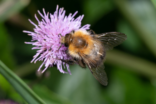 Photo of Common Carder Bumble Bee (Bombus pascuorum)