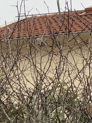 Passer domesticus