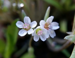 Claytonia exigua