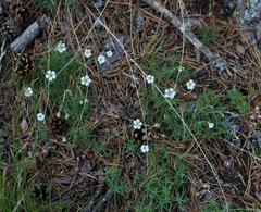 Cherleria circassica