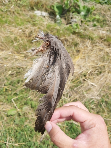 Plume de Fuligule milouin