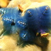 Caribbean Christmas Tree Worm - Photo (c) Richard Ling, some rights reserved (CC BY-NC-SA)