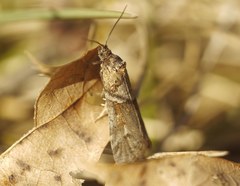 Tortricodes alternella