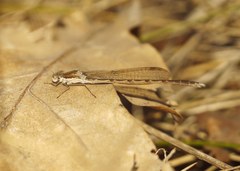 Sympecma fusca