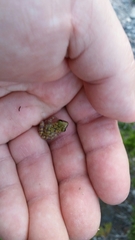 Eleutherodactylus marnockii