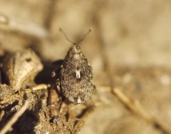Ethelcus denticulatus