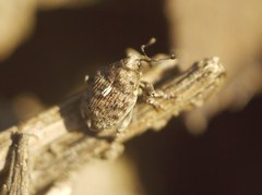 Ethelcus denticulatus