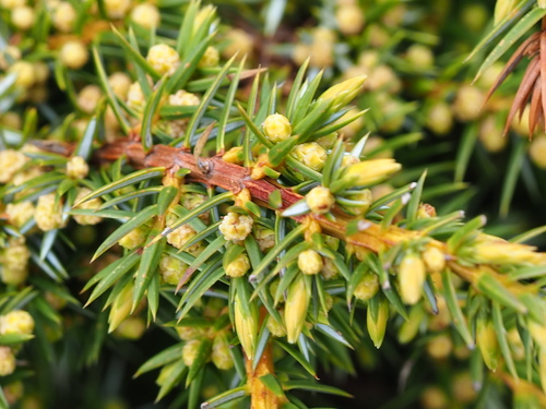 Image of Juniperus formosana by no rights reserved
