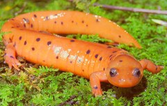 Central Red Salamander photo 5