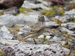 Geositta cunicularia