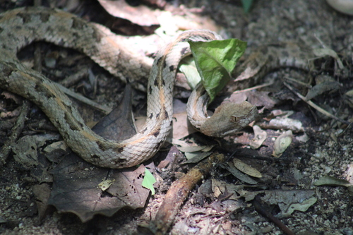 Dunn's Hognose Viper