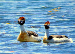 Podiceps gallardoi