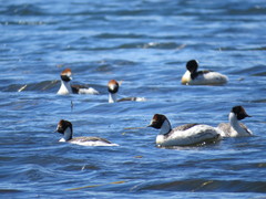 Podiceps gallardoi