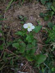 Oenothera tetraptera