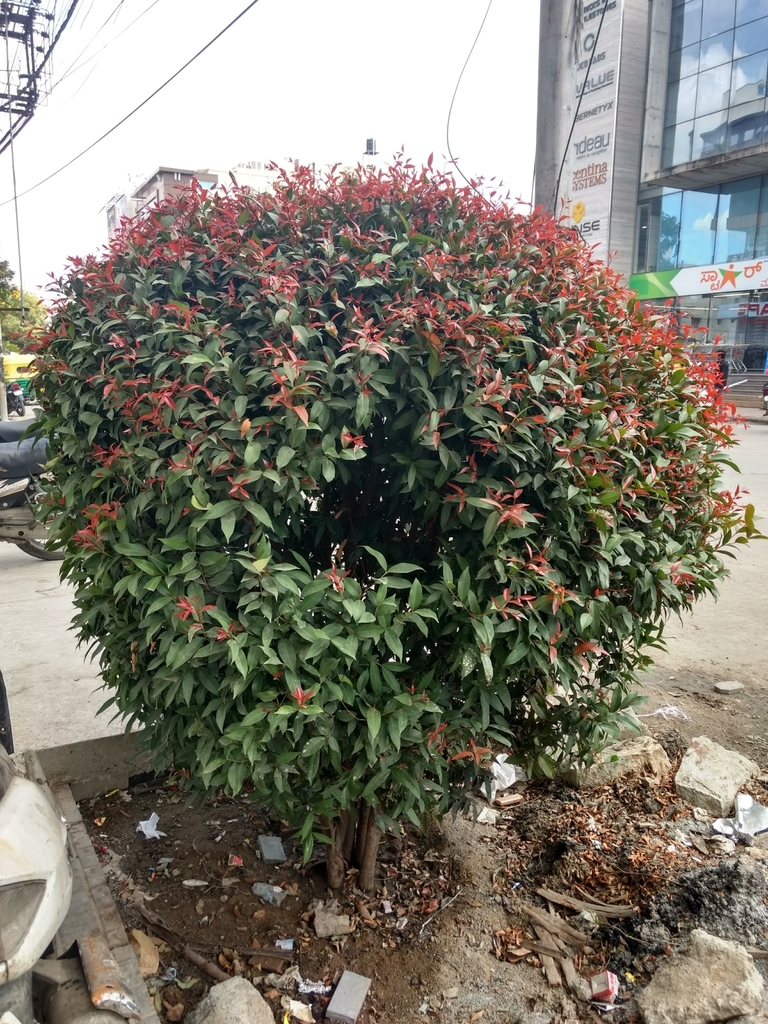 Syzygium myrtifolium, 254, 17th Cross Road, Sector 6, HSR Layout, Bengaluru, Karnataka 560102, India
