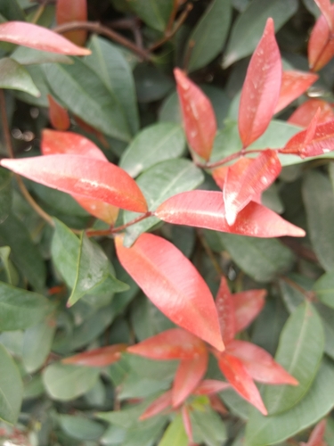 Syzygium myrtifolium