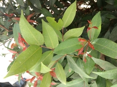 Syzygium myrtifolium