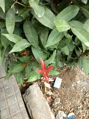 Syzygium myrtifolium