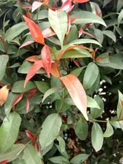 Syzygium myrtifolium