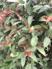Syzygium myrtifolium
