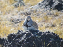 Thinocorus rumicivorus