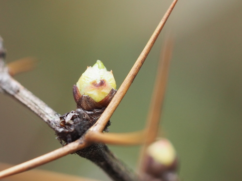 Image of Berberis morrisonensis by no rights reserved