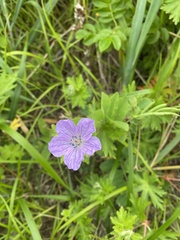 Илья Руденко, CC BY, iNaturalist via GBIF Geranium yesoense, photograph Илья Руденко, CC BY, iNaturalist via GBIF