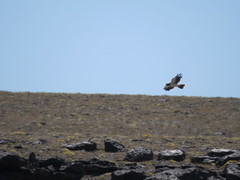 Daptrius albogularis