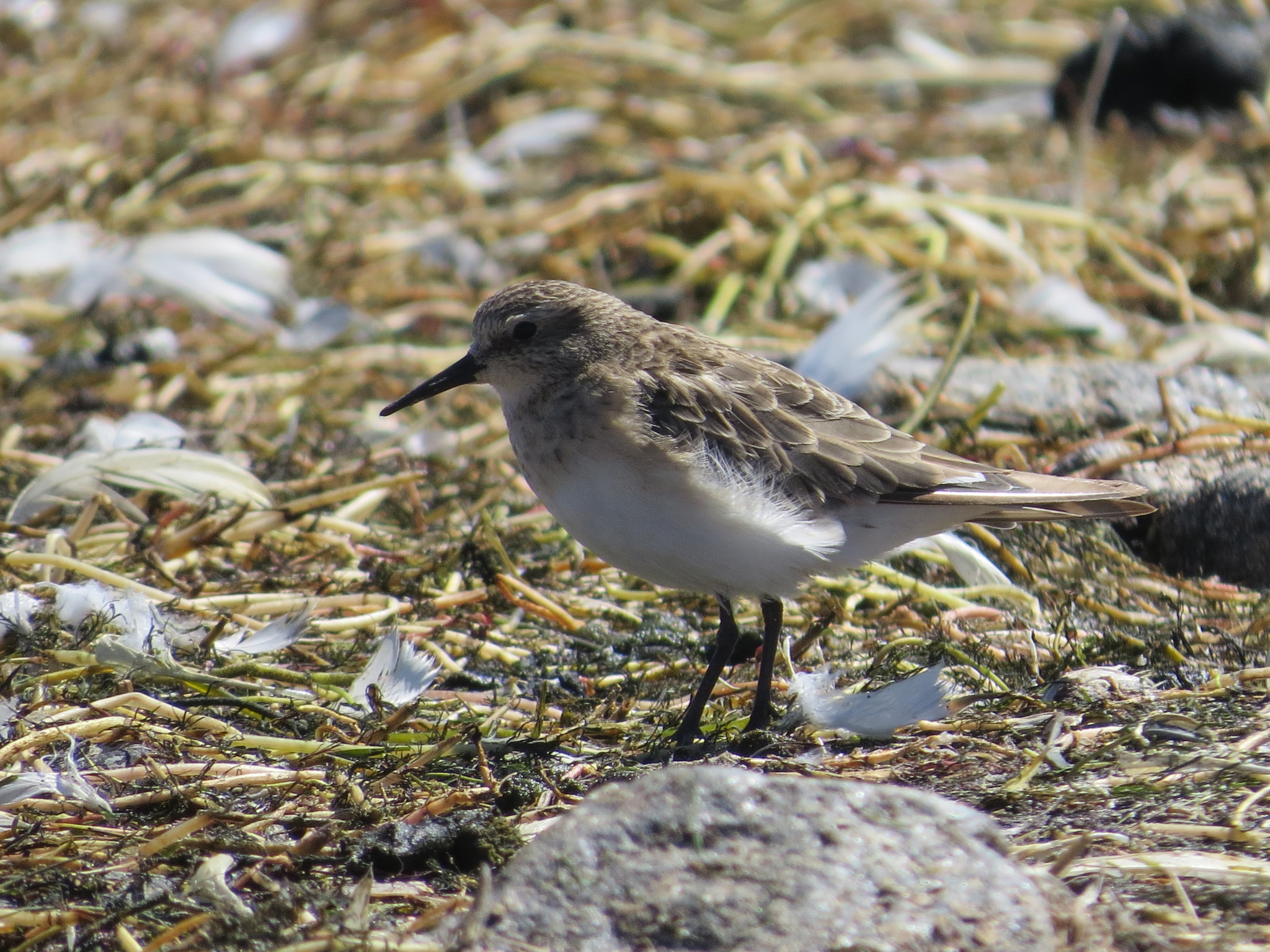 Baird's Sandpiper