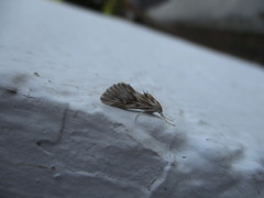 Cynaeda dentalis