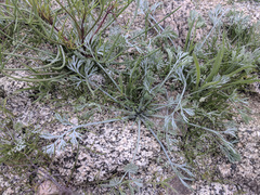 Eschscholzia minutiflora