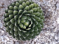 Agave victoriae-reginae