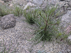 Chaenactis fremontii